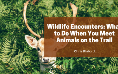 Wildlife Encounters: What to Do When You Meet Animals on the Trail